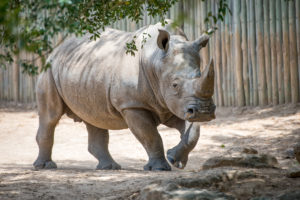 Bowling for Rhinos 2022