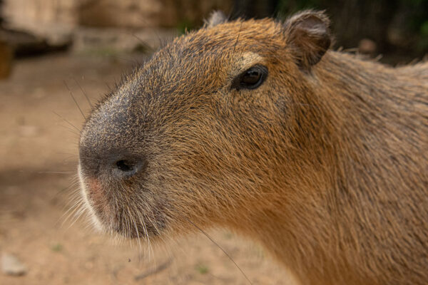 How Much Is A Capybara: Ultimate Guide to Cost & Care Tips
