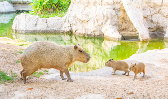 capybara pups with mom