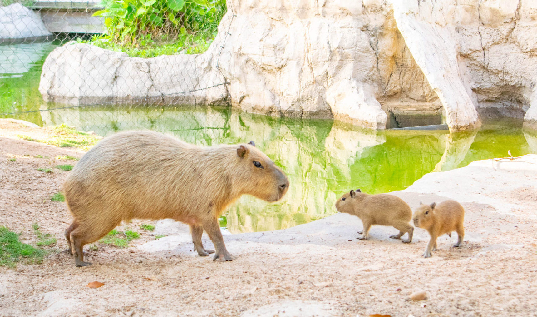 How Much Does a Capybara Cost in Texas