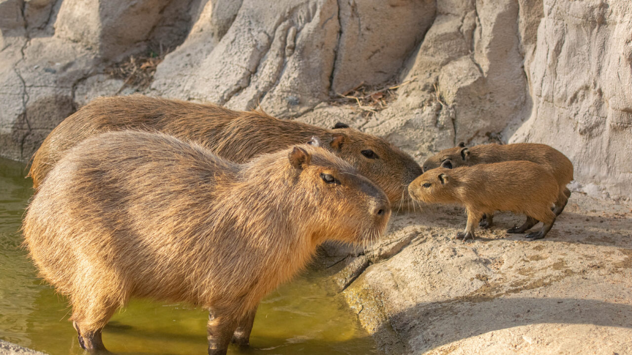 capybara pups with mom and dad
