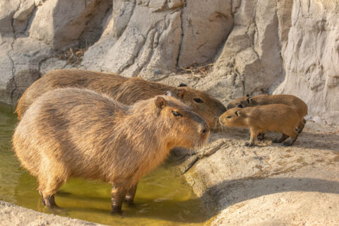 capybara pups with mom and dad