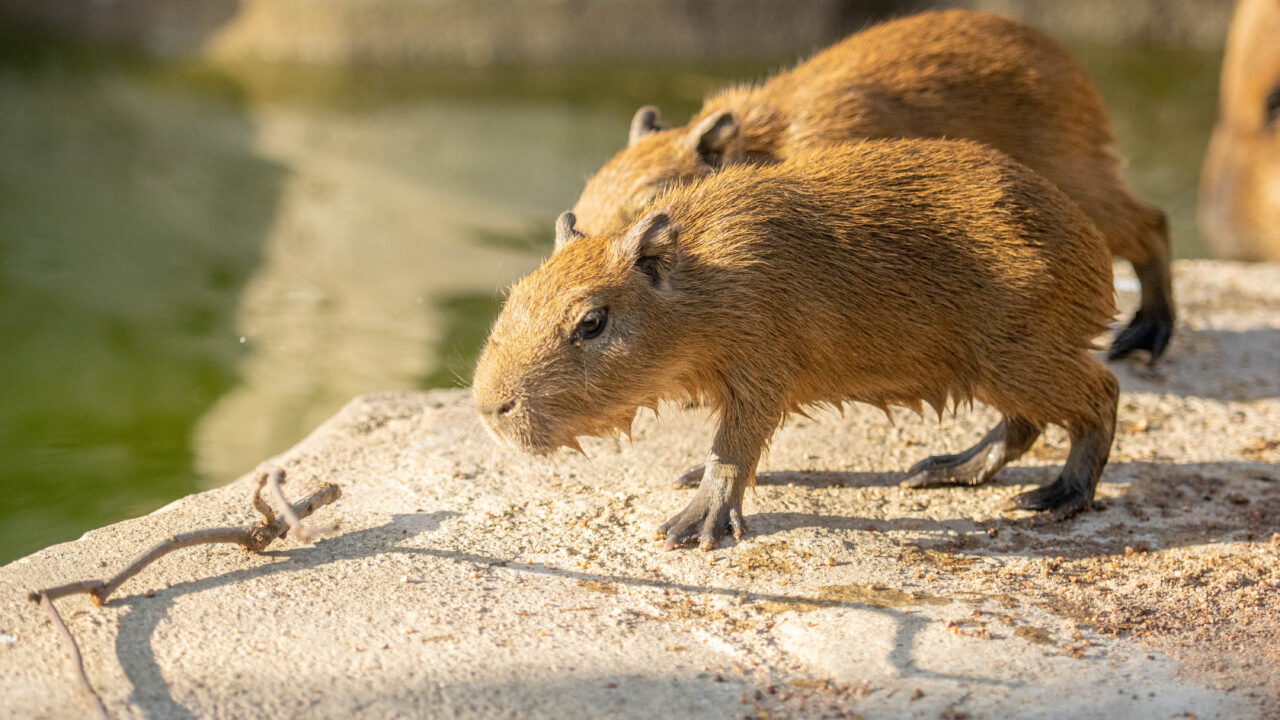 capybara pups on rock