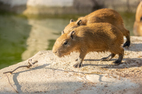 capybara pups on rock