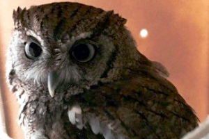 Houston’s Small Wonder, The Amazing Screech Owl!