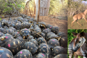 Houston Zoo’s Crisis Response Fund Lends a Hand to Wildlife Saving Partners