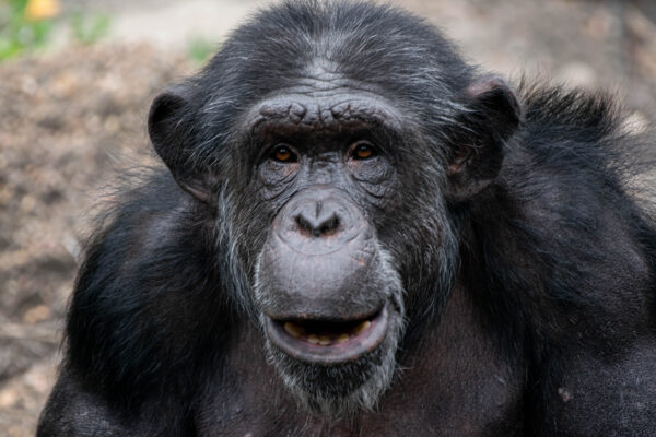 Chimpanzee - The Houston Zoo