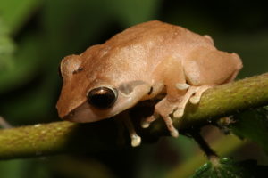 Searching for Reptiles and Amphibians in India: Day 1