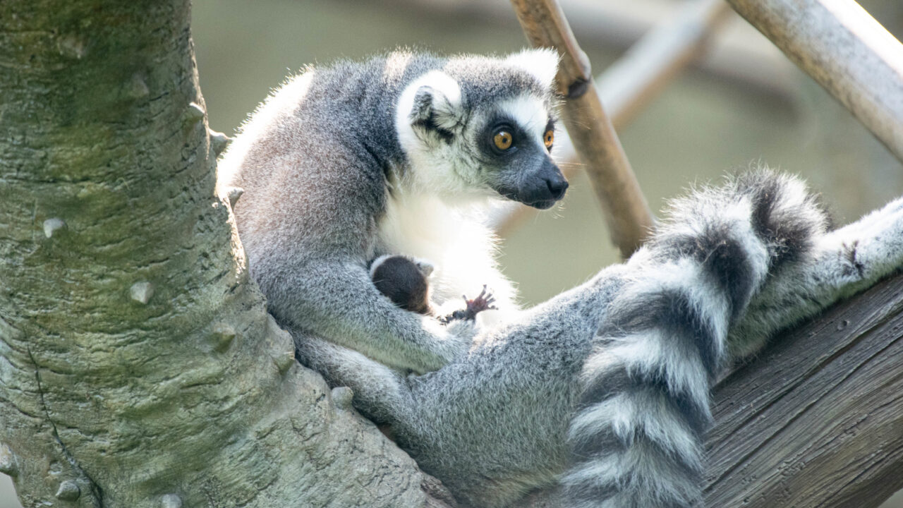 Ring-tailed lemurs engage in 'stink-flirting' to attract mates | The  Independent | The Independent