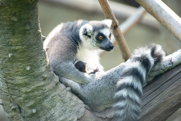 Extraordinary Measures: A Ring-tailed Tale