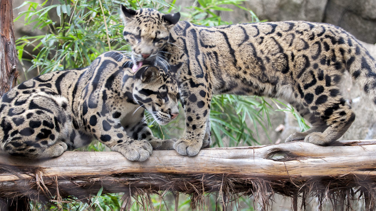 clouded leopards on log with one grooming the other