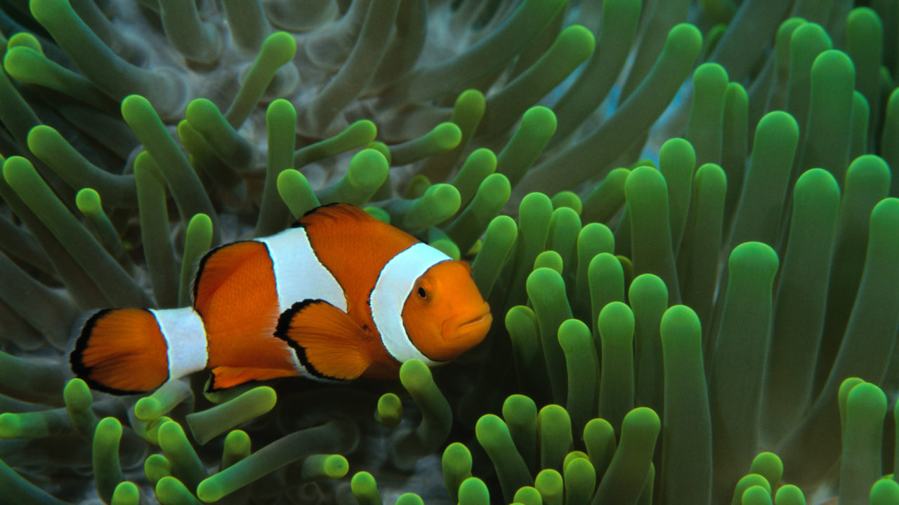 clownfish in water