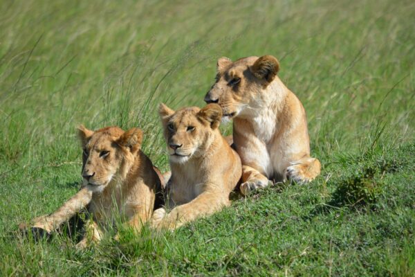 African Wildlife - The Houston Zoo