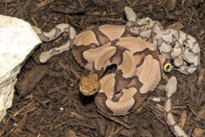 Baby Copperheads Born at the Zoo