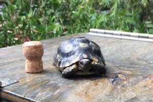 Recycling Corks to Save Animals in the Wild!