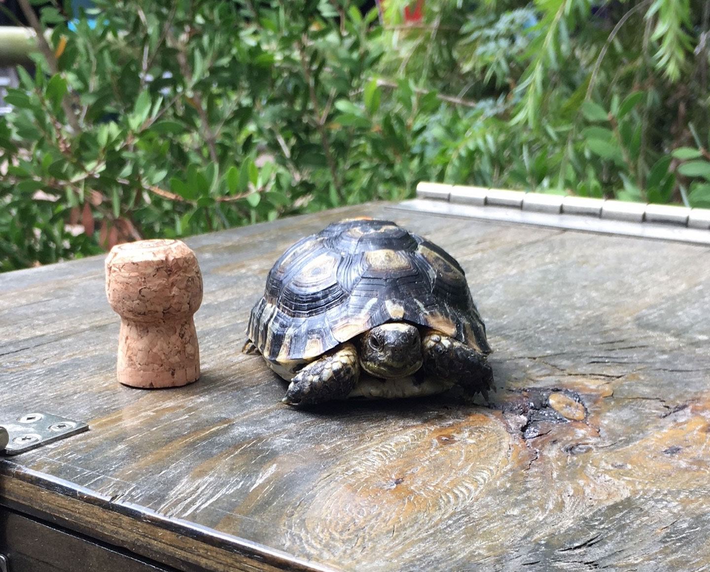 Recycling Corks to Save Animals in the Wild! The Houston Zoo