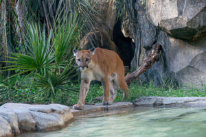 Temporary Digs for our Cougar Duo