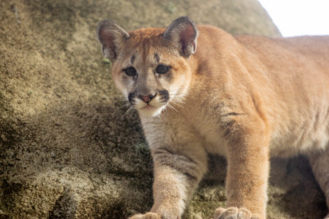cougar cubs debut blog