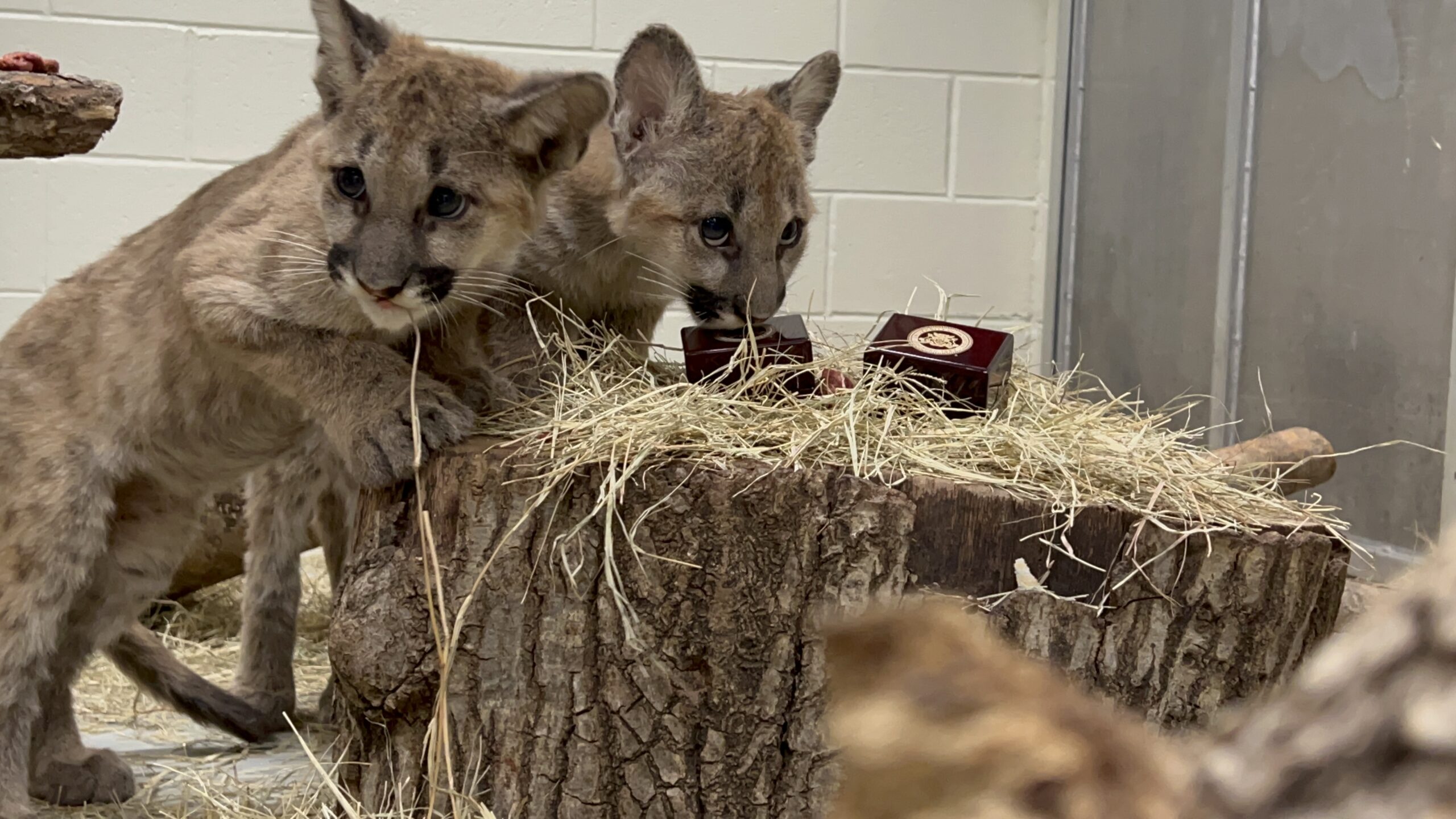 Houston Zoo Cougar Cubs Carry on Ring Guarding Tradition - The Houston Zoo