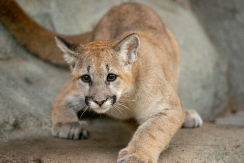 cougars blog 3