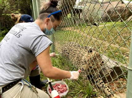 cheetah receiving a vaccine