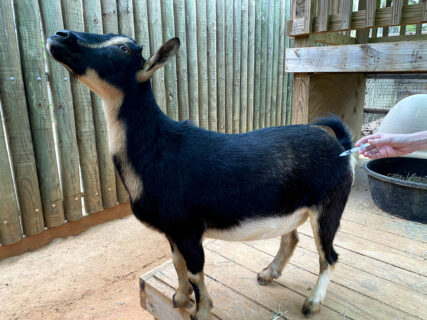 goat receiving a vaccine