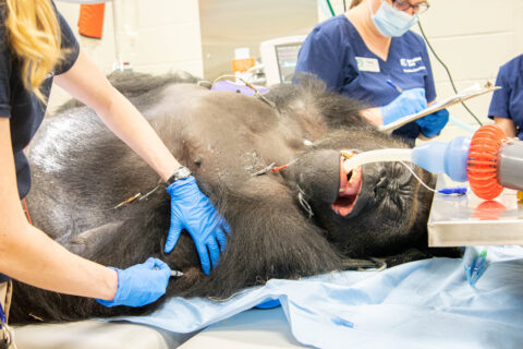 gorilla receiving a vaccine