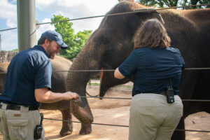 Breakthrough Elephant Vaccine Shows First Signs of Protection Against Deadly Virus