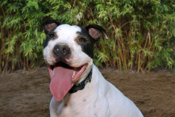 Mourning the Loss of the Beloved Barn Dog, Max