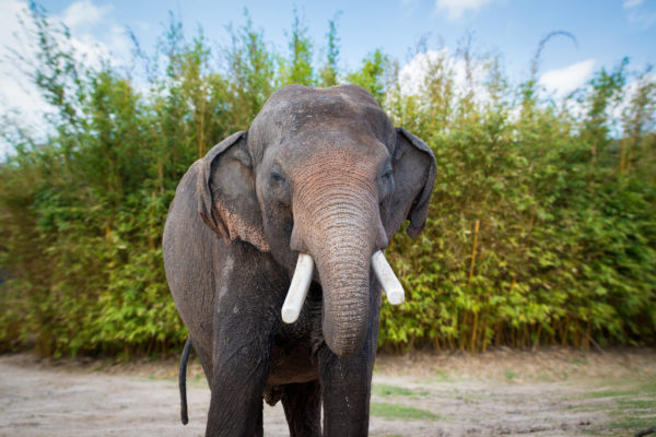Good News: The Houston Zoo Helped Plant 30,000 Trees for Wild Elephants