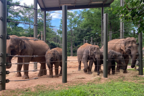 Happy Asian Elephant Awareness Month!
