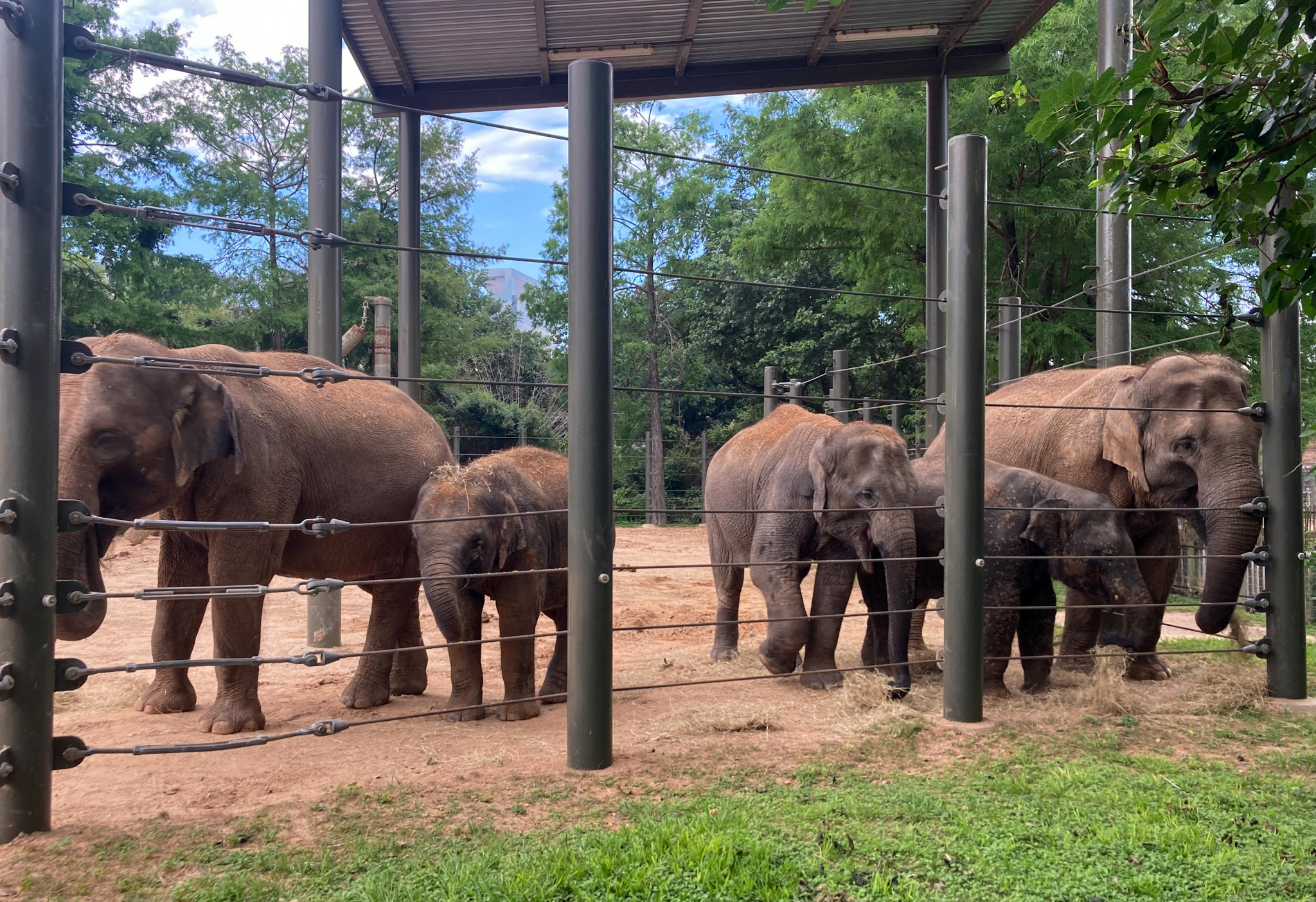 Happy Asian Elephant Awareness Month! - The Houston Zoo