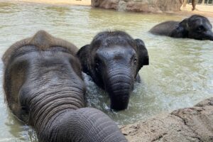 Asian Elephant Pool Party