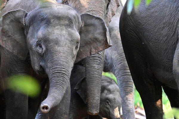 Houston Zoo Conservation Partners Win Whitley Fund for Nature Awards
