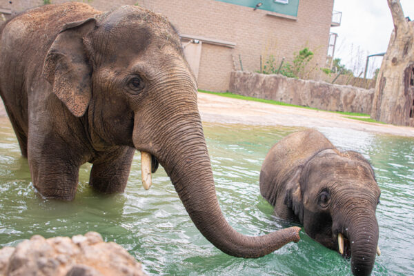 Extraordinary Animal Bonds