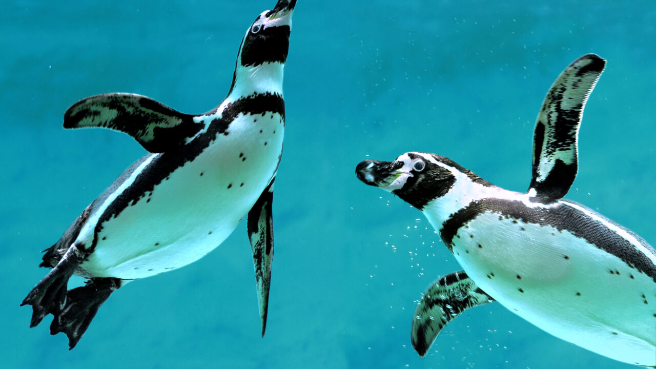humboldt penguins swimming