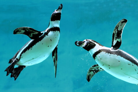 humboldt penguins swimming