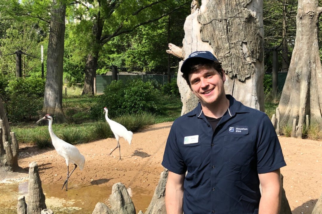 zookeeper standing close to whooping cranes