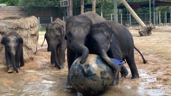 Bouncing Baby Boy Elephant, Teddy, Born at the Zoo - The Houston Zoo