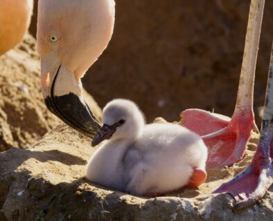 The How & Why of White Flamingos