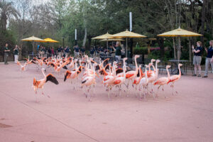 Flamingo Flock on a Walk