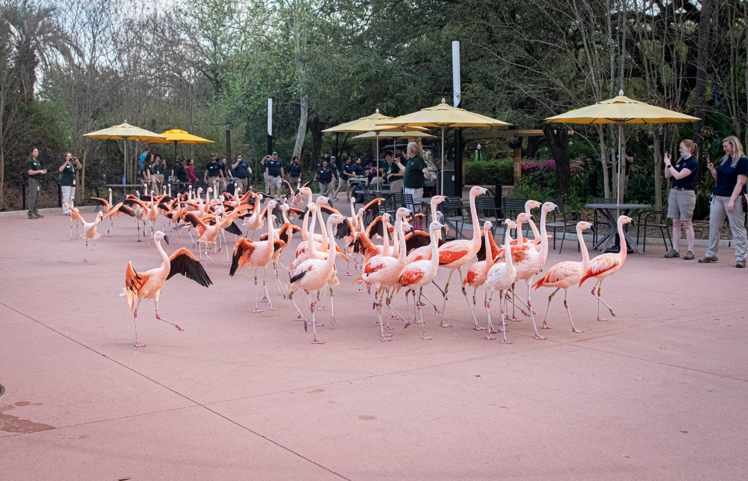 Flamingo Move Blog 2 Scaled 