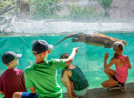kids looking at giant river otter swimming