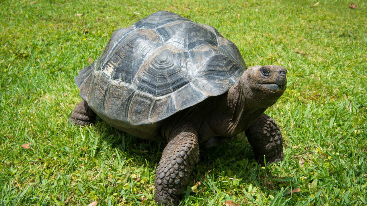 galapagos tortoise sitting in grass