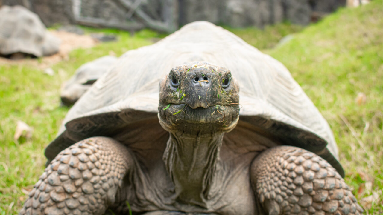 Support Your Zoo - The Houston Zoo