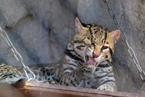 Saving Summer Wildlife: Meet Genoveve the Ocelot