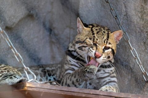 Genoveve giving herself a bath.