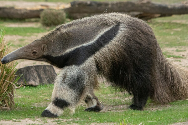 Anteater Anteater