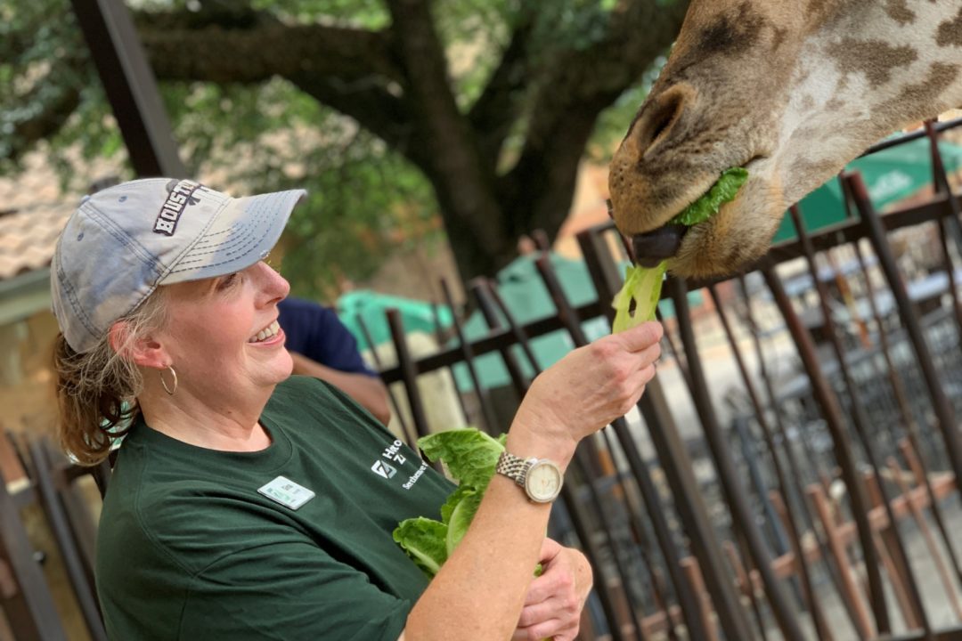 Zoo volunteer feeding giraffe lettuce at giraffe feeding platform