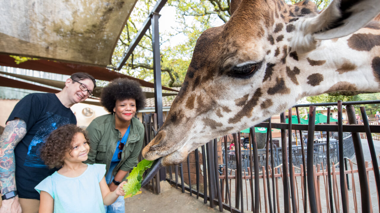 Guests feeding giraffe